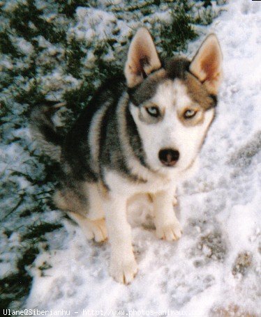 Photo de Husky siberien