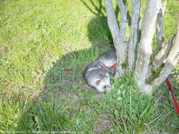 Photo de Furet