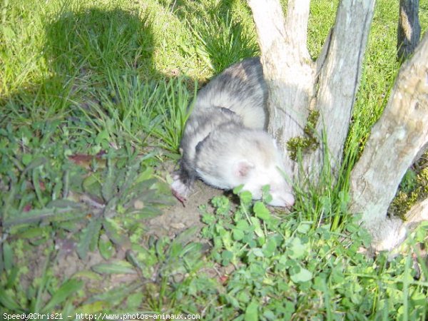 Photo de Furet