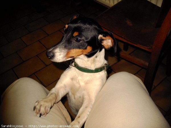 Photo de Jack russell terrier