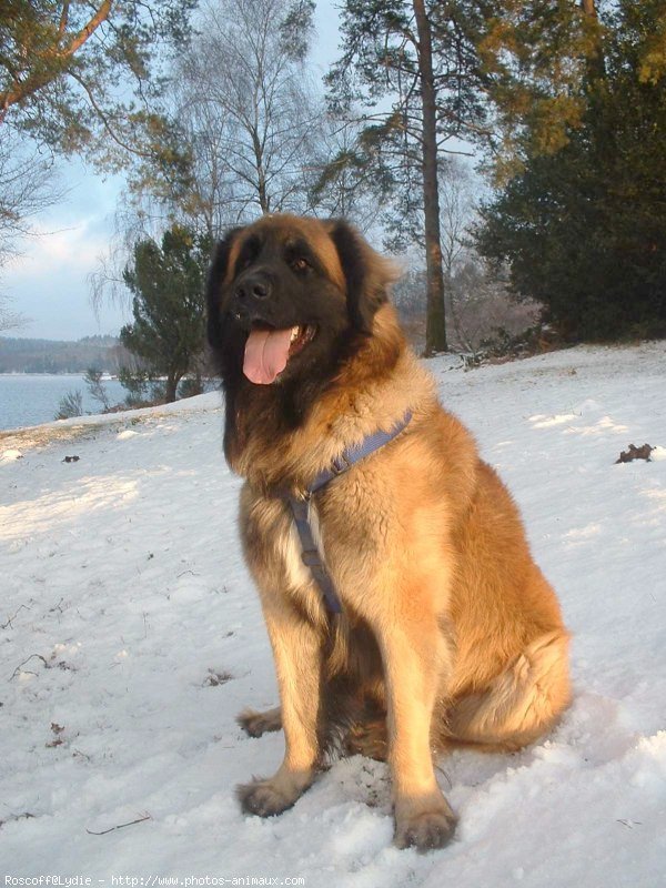 Photo de Leonberg