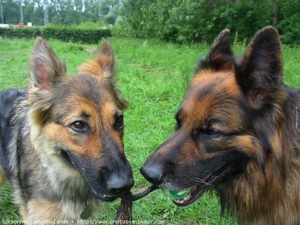 Photo de Berger allemand  poil court