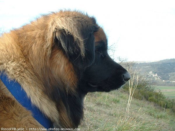 Photo de Leonberg