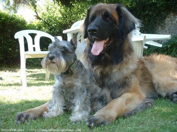 Photo de Leonberg