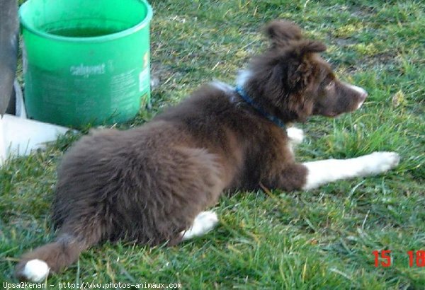 Photo de Border collie