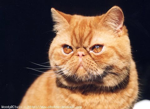 Photo d'Exotic shorthair