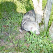 Photo de Furet