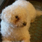 Photo de Bichon  poil fris