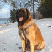 Photo de Leonberg