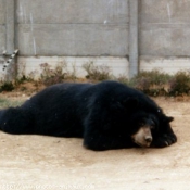 Photo d'Ours