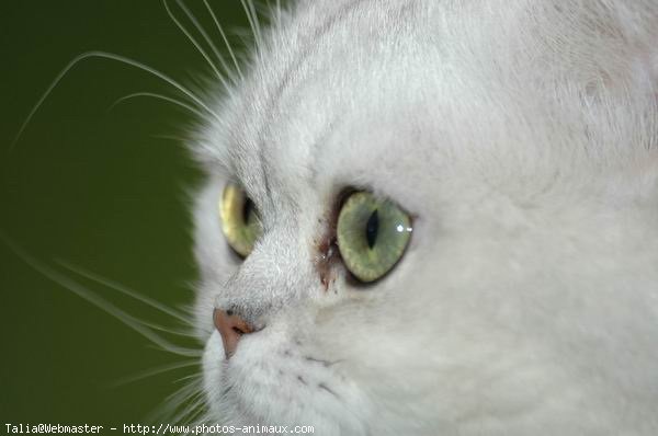 Photo d'Exotic shorthair