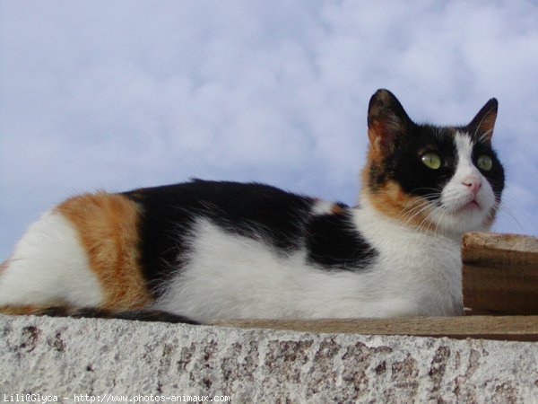 Photo de Chat domestique