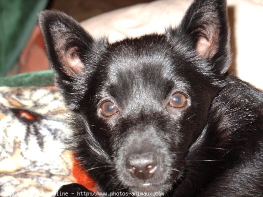 Photo de Schipperke