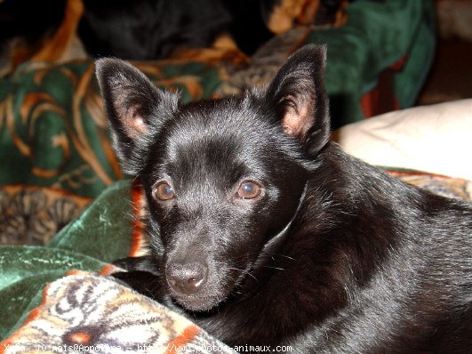 Photo de Schipperke