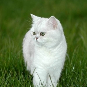 Photo d'Exotic shorthair