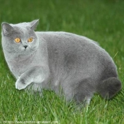 Photo de British shorthair