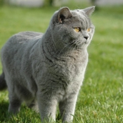 Photo de British shorthair