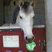 Photo de Poney franais de selle