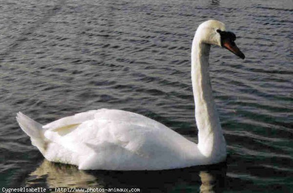 Photo de Cygne