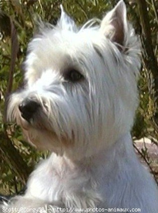 Photo de West highland white terrier