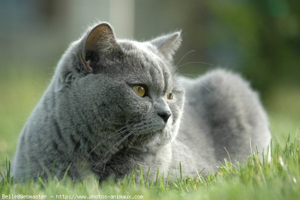 Photo de British shorthair