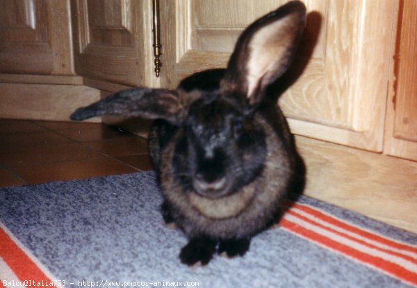 Photo de Lapin