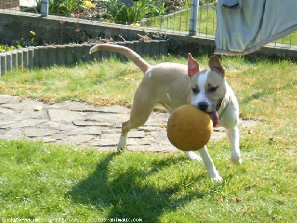 Photo d'American staffordshire terrier