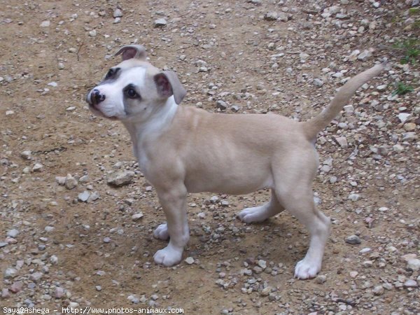 Photo d'American staffordshire terrier