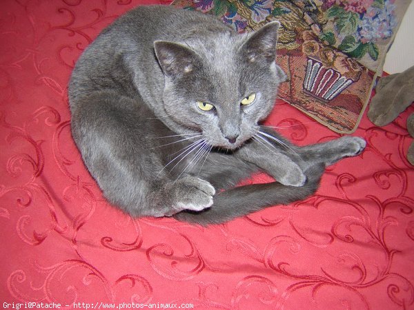 Photo de Chartreux