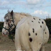 Photo d'Appaloosa