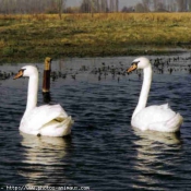 Photo de Cygne