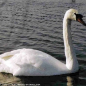 Photo de Cygne