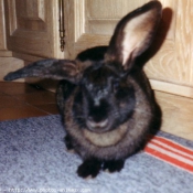 Photo de Lapin