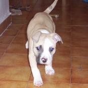 Photo d'American staffordshire terrier