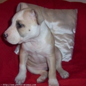 Photo d'American staffordshire terrier