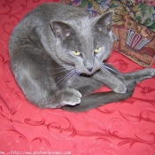 Photo de Chartreux