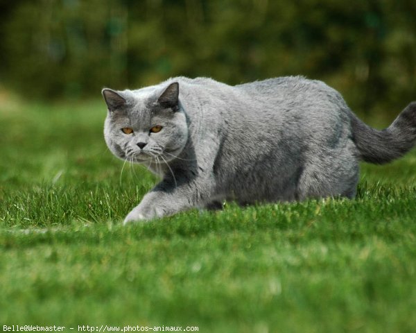 Photo de British shorthair