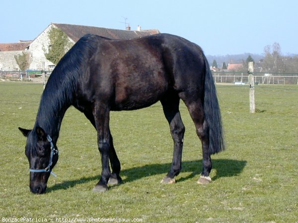 Photo de Trotteur franais