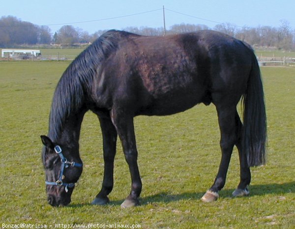 Photo de Trotteur franais