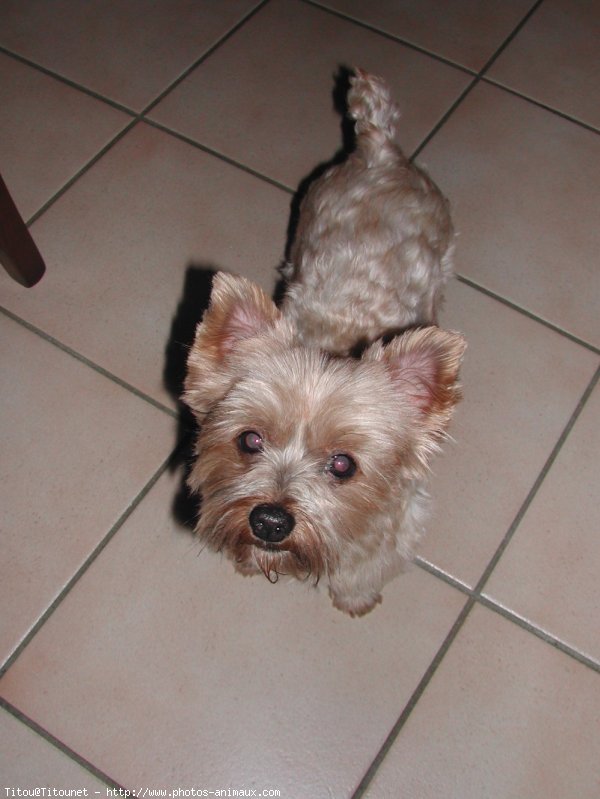 Photo de Yorkshire terrier