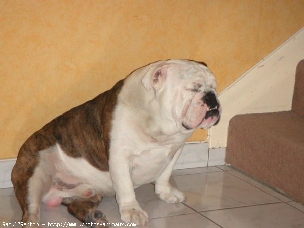 Photo de Bulldog