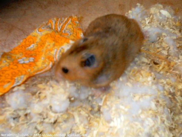 Photo de Hamster