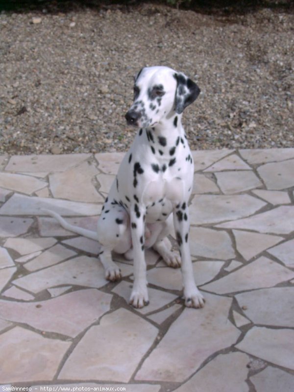 Photo de Dalmatien