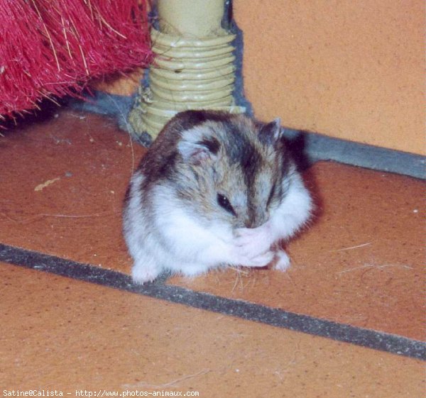 Photo de Hamster