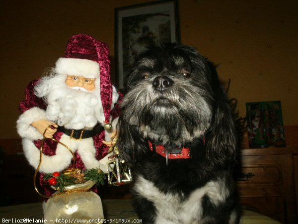 Photo de Lhassa apso