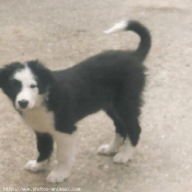 Photo de Border collie