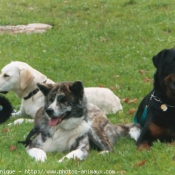 Photo de Rottweiler