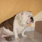 Photo de Bulldog