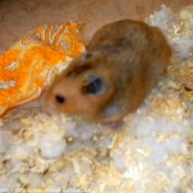 Photo de Hamster