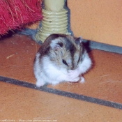 Photo de Hamster